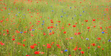 Fototapeta Natura - grüne Wiese mit roten Mohnblumen und blauen Kornblumen, kamillenblüten, panorama