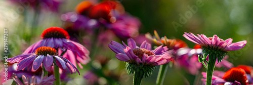 The Echinacea - coneflower close up in the garden