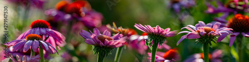 The Echinacea - coneflower close up in the garden