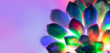 canvas print picture - Trendy neon background with succulent plant with copy space.