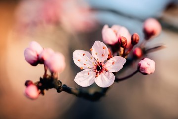 Wall Mural - extreme closeup macro photography of a beautiful pale pink cherry blossom on a branch of a tree