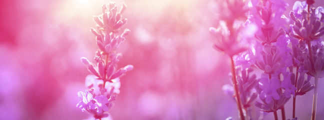 Wall Mural - panorama of lavender field in the morning at sunrise.