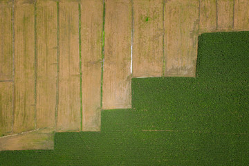 Wall Mural - file details and surface row of Agriculture area are corn fields and rice fields of farmer aerial view