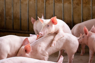 Small piglet in the farm. Group of Pig indoor on a farm yard in Thailand. swine in the stall.