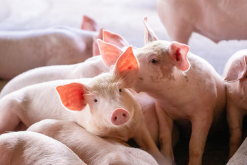 small piglet in the farm. group of pig indoor on a farm yard in thailand. swine in the stall.