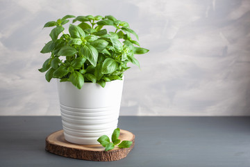 fresh basil herb in flowerpot