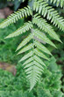 © eevlada - carved leaves of wild green fern