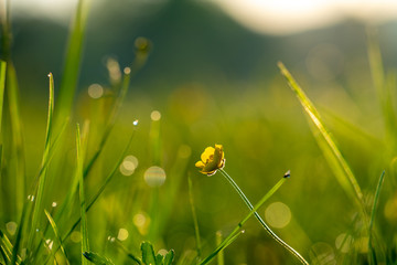 Poster - Ranunculus flower in a meadow morning