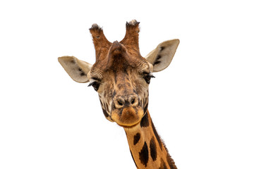 isolated on looking wild giraff head with white background