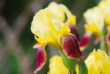 Natural Floral Background With Yellow-red Bearded Iris In A Sunny Garden