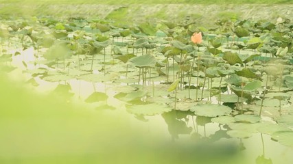 Canvas Print - slow motion full hd from sunlight and movement of lotus in lagoon on spring, summer or autumn season