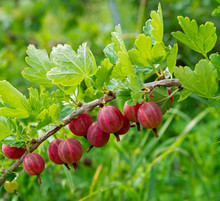 Red Gooseberry On A Branch On Green Leaves Background