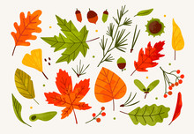 Hand Drawn Big Vector Set Of Various Autumn Leaves, Rowan, Acorn And Chestnut. Colored Trendy Illustration. Flat Design. Stamp Texture. All Elements Are Isolated