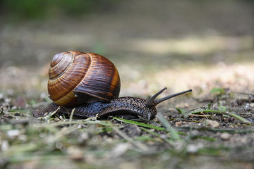 Wall Mural - Big snail in shell crawling. Curious snail in the garden