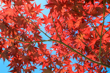 colorful japanese maple