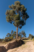 Tall Green Tree In A Dry Area Close To The San Pablo Lake, Imbabura Province, Ecuador, On A Sunny Early Morning