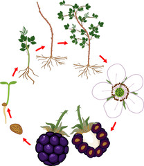 Two year life cycle of blackberry plant isolated on white background. Growth stages from seed to scrub with harvest of ripe berries