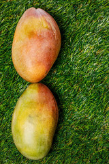 ripe fresh colorful mango on a green background 