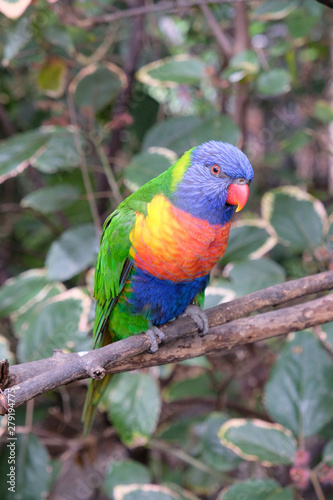 Fototapeta na szkło Lonely rainbow parakeet on a tree branch in captivity