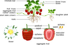 Parts Of Plant. Morphology Of Strawberry Plant With Green Leaves, Red Berries, Root System And Daughter Plant Isolated On White Background With Titles