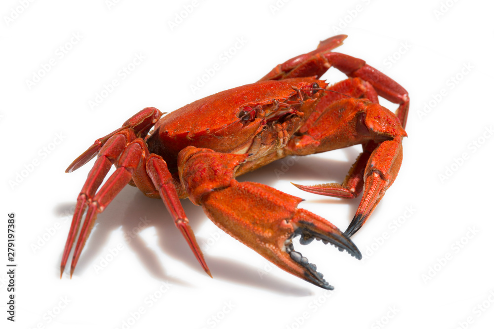close-up of a Galician velvet crab on white background - obrazy, fototapety, plakaty 