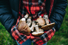 Person In Puffy Jacket And Red Shirt Holds Pile Of Fresh Wild Mushrooms Picked At Organic Farm Or Forest. Healthy Food Blog Inspiration And Locally Sourced Produce