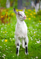 Wall Mural - White baby goat standing on green lawn