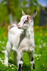 White baby goat standing on green lawn