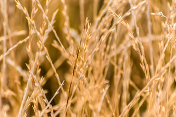 Dry Grass In Summer