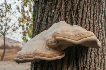 Wall Mural - Big tinder fungus Fomes fomentarius on tree stem closeup on autumn background