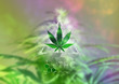 Cannabis leaf, sacred geometry forms and molecule thc on wonderful photography background with marijuana plant; Vector template of banner, poster, flyer and etc.