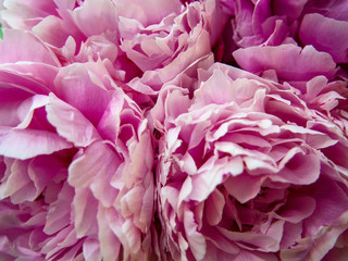 Obraz na płótnie ogród roślina kwiat lato rosa