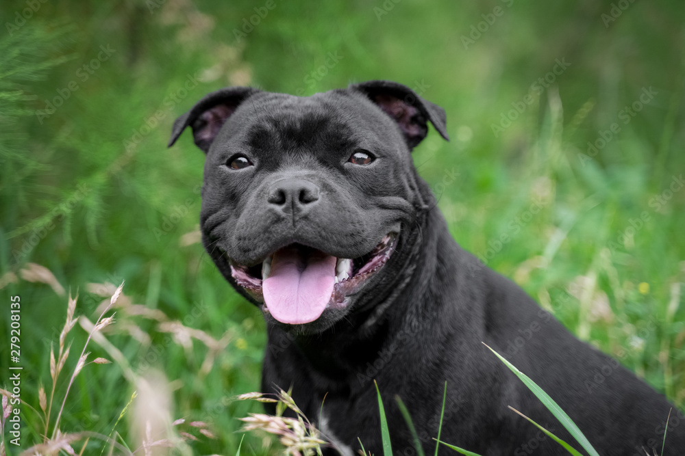 portrait of black staffordshire bull terrier on the background of green trees in the park - obrazy, fototapety, plakaty 