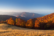 © Sergey Ryzhkov - Autumn beech forest in Carpathian Mounatains, Ukraine