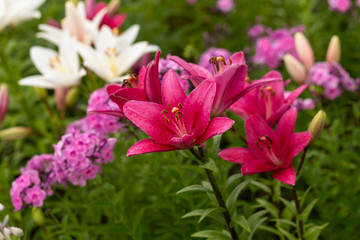 Wall Mural - Dark pink lilies and phloxes in drops of the rain. Group of flowers in the summer garden