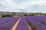 Fototapeta Kwiaty - Lavender lines covered in flowers on endless fields tainted in purple, Provence, South of France
