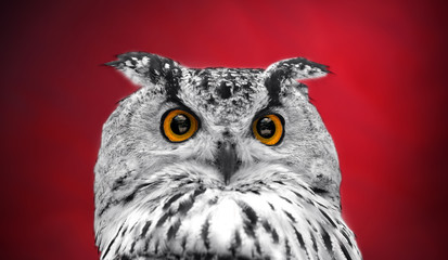 Wall Mural - A close look of the orange eyes of a horned owl on a dark red background. Focused on the eyes. In black and white with colored eyes.