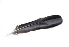 Top View Of Black Feather Isolated On White Background Feather Of A Bird On A White