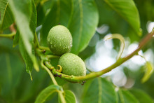 Close Up Picture Of Two Unriped Jung Walnut Fruits In Geen Nutshell On The Branch Of Walnut Tree With Leaves During The Summer Sunny Day Just After The Rain In The Organic Orchard.