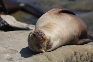 California sea lion