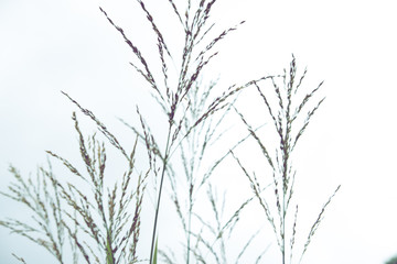 Wall Mural - Background of stems of cattail on a background of blue sky. Summer. Sunny day. The coastal aquatic plant grows wild along the muddy shores of rivers, lakes, ponds, old ladies, canals and reservoirs, a