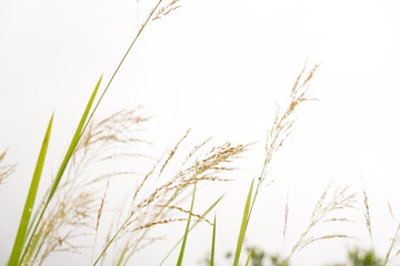 Wall Mural - Background of stems of cattail on a background of blue sky. Summer. Sunny day. The coastal aquatic plant grows wild along the muddy shores of rivers, lakes, ponds, old ladies, canals and reservoirs, a