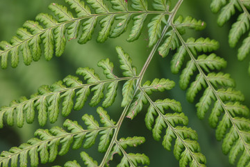 Canvas Print - Fern