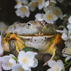 Wall Mural - The African bullfrog, adult male with philadelphus flower bush