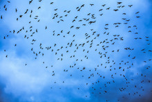 A Large Flock Of Black Birds In A Cloudy Blue Sky