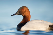A Male Canvasback Duck Floats On Calm Bright Blue Water In Soft Evening Sun With A Smooth Background And Its Bright Red Eye Standing Out.