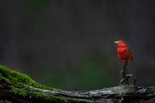 A Bright Red Summer Tanager Perched On A Weathered Log With Bright Green Moss Growing On It With A Smooth Dark Background.