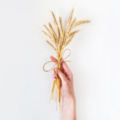 Wall Mural - Rye bunch on white background in female hand, top view, flat lay