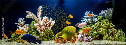 Fotomural Freshwater aquarium in pseudo-sea style