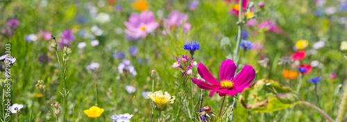 Bunte Blumenwiese im Sommer  -  Panorama, Banner